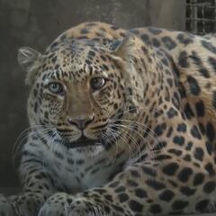 Un zoo de China pone a dieta a un leopardo con sobrepeso que causa furor entre los visitantes