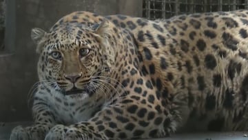 Un zoo de China pone a dieta a un leopardo con sobrepeso que causa furor entre los visitantes