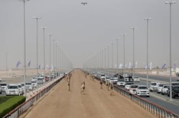 Se celebró en Dubai la Al Marmoom Heritage Festival, un acontecimiento que promueve el deporte tradicional de la carrera de camellos en la región. Los participantes lo hacen a través de un jinete robótico con control remoto. 