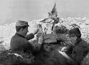 Los otros animales esp¨ªas utilizados en las guerras
