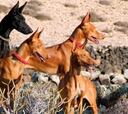 Los perros de caza se quedan fuera de la ley de bienestar animal