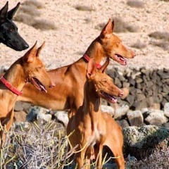 El podenco andaluz, el perro de caza más reconocido en España