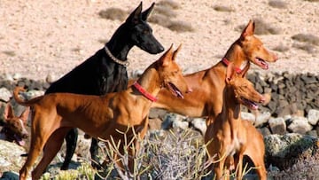 Los perros de caza se quedan fuera de la ley de bienestar animal