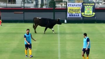 ¡Una vaca entra a la cancha de un duelo amistoso en Bulgaria!