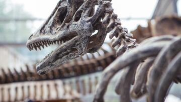 Hallan los restos de un dinosaurio de hace 70 millones de años