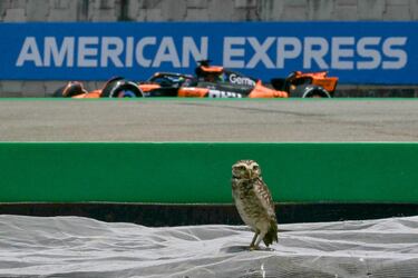 El Mundial de Fórmula 1 llega apretado al circuito José Carlos Pace para disputar un apasionante fin de semana al
esprint que ni los búhos, presentes en Interlagos, han querido perderse. A pesar de ser aves nocturnas, este ejemplar
adquirió su localidad desde la mañana. Quizá por el madrugón, no está mirando al lado correcto, por el que pasa Piastri.