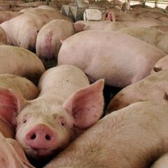 El pis de cerdo de una granja catalana da pistas sobre el origen de la vida