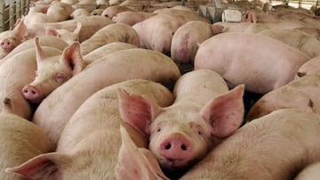 El pis de cerdo de una granja catalana da pistas sobre el origen de la vida