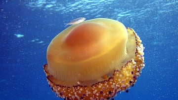 Alerta en el Mar Menor por las medusas ‘huevo frito’