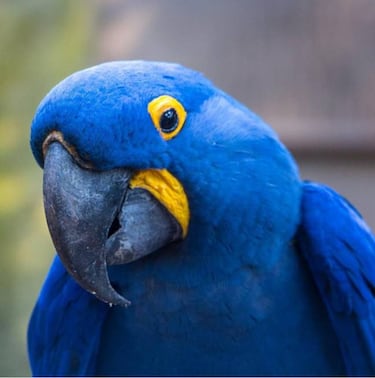 Los 10 animales más caros del mundo