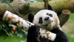 FILE PHOTO: Male giant panda An An shakes a 'puzzle feeder' at the Ocean Park in Hong Kong, China March 9, 2006.  REUTERS/Bobby Yip/File Photo