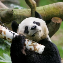 An An, the world’s oldest captive panda, dies