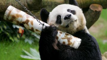 FILE PHOTO: Male giant panda An An shakes a 'puzzle feeder' at the Ocean Park in Hong Kong, China March 9, 2006.  REUTERS/Bobby Yip/File Photo