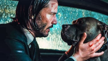 John Wick pitbull