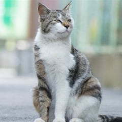 Dos gatos dan positivo por coronavirus en Nueva York
