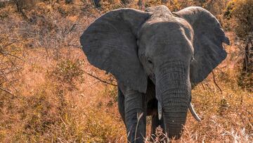 Un elefante mata a un turista español 