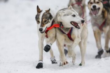 Acto ceremonial del comienzo de la carrera de trineos con perros que se celebró el pasado sábado en Anchorage, Alaska.