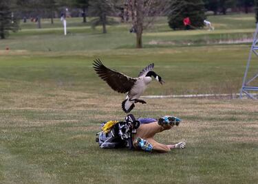 Un ganso enfurecido ataca a un golfista durante un torneo