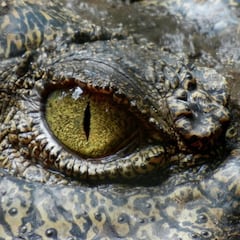 Un cocodrilo ataca a un buceador: "Pude abrir su mandíbula y sacar mi cabeza"