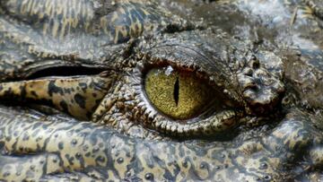 Así es el aterrador sonido de Henry el cocodrilo de 124 años