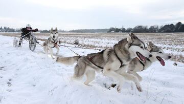 Primeros entrenamientos de la temporada de mushing