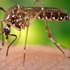 Florida to release 750m genetically modified mosquitoes