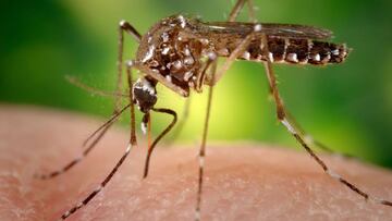 Fotografía cedida hoy por los Centros para el Control y Prevención de Enfermedades (CDC) de Estados Unidos, donde aparece una hembra del mosquito Aedes aegypti mientras obtiene sangre de un ser humano a través de su estilete puntiagudo.