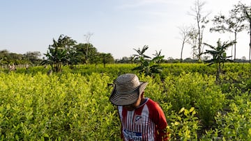 Niño campesino camina en un cultivo de la planta de coca en Nueva Colombia, Meta, Colombia, el 21 de enero de 2023. Fotografía: Chelo Camacho/El País