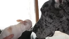 They introduced the world’s tiniest dog to the tallest one and here’s what happened