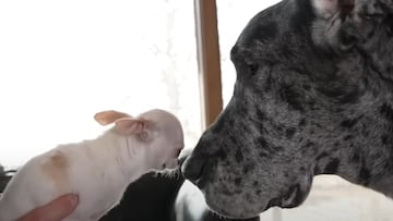 A play date between the world’s tiniest dog to the tallest one