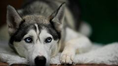 BIRMINGHAM, ENGLAND - MARCH 10:  A Siberian Husky waits to go in the judging ring on the second day of Crufts Dog Show with dogs in the Working and Pastoral categories competing for awards at NEC Arena on March 10, 2023 in Birmingham, England. Billed as the greatest dog show in the world, the Kennel Club event sees dogs from across the globe competing for the coveted Best in Show title. (Photo by Christopher Furlong/Getty Images)