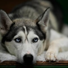 Los perros que tendrán que pasar un test de sociabilidad con la nueva Ley de Bienestar Animal