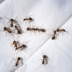 La planta que ayuda a espantar a las hormigas de casa