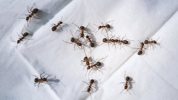 Close-up of ants walking on a paper handkerchief thrown into an anthill