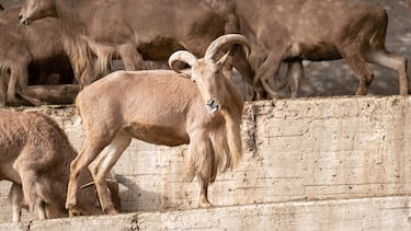 El Muflón del Atlas (Arruí)