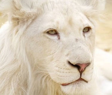 Los 10 animales más caros del mundo