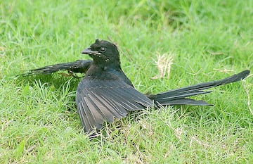 pajaro ave ba?o hormigas parasitos