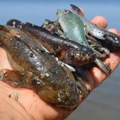Hallan más de 5.000 peces muertos en un pantano de Tarragona