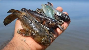 Hallan más de 5.000 peces muertos en un pantano de Tarragona