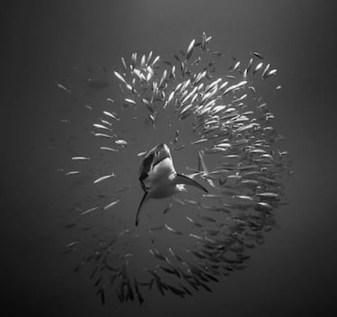 Si los tiburones son máquinas de matar sin sentido, ¿por qué no se alimentan todo el día de bañistas y surfistas? Solamente se producen unas 12 víctimas al año. Las máquinas expendedoras matan a más personas… 