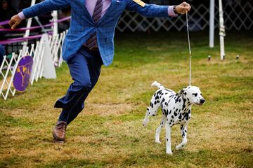 Dálmatas corriendo con sus cuidadores.