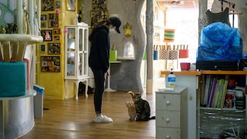In a photo taken on April 2, 2020 a staff member stands before cats at the 2 Cats cat cafe in Seoul. - Business has been devastated by the coronavirus outbreak, with South Koreans staying at home under social distancing guidelines, and tourism disappearin