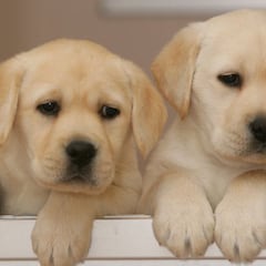 Cómo evitar que los perros, gatos y resto de mascotas se contagien de coronavirus