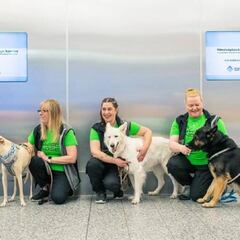 El aeropuerto de Helsinki utiliza perros rastreadores que detectan COVID con "casi 100% de acierto"