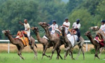 TOPSHOTS
Jockeys ride camels during a French Cup of camel races on August 10, 2014 on the horserace track of La Chartre-sur-le-Loir, western France. Unusual in these latitudes, eight dromaderies that have never seen the desert, took part in two races of 1000 meters. AFP PHOTO / JEAN-FRANCOIS MONIER