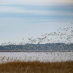 H5N1 bird flu: What to know about the threat of an avian influenza outbreak