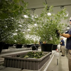 Surprising U.S. city tops the list for weed use - and it’s not LA or NYC