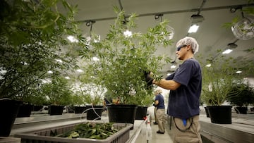 FILE PHOTO: A worker collects cuttings from a marijuana plant at the Canopy Growth Corporation facility in Smiths Falls, Ontario, Canada, January 4, 2018. Picture taken January 4, 2018.   REUTERS/Chris Wattie/File Photo