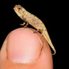 El reptil más pequeño del mundo