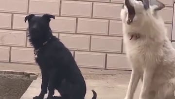 El zorro que se cree un perro y ladra junto a su amigo perro que no puede ser más genial